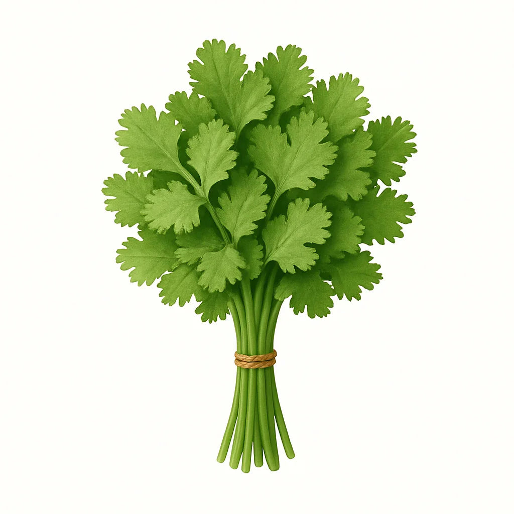 Cilantro