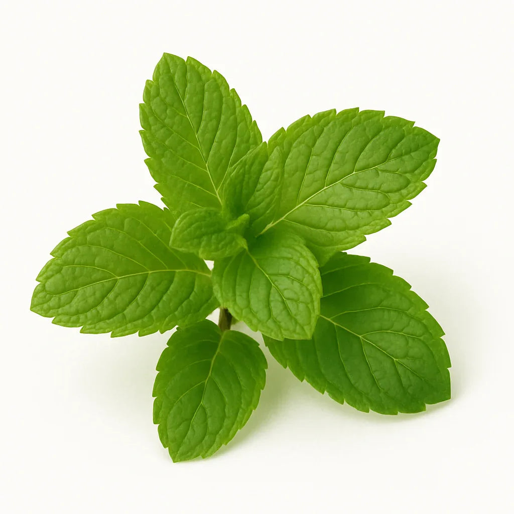 Mint Leaves 