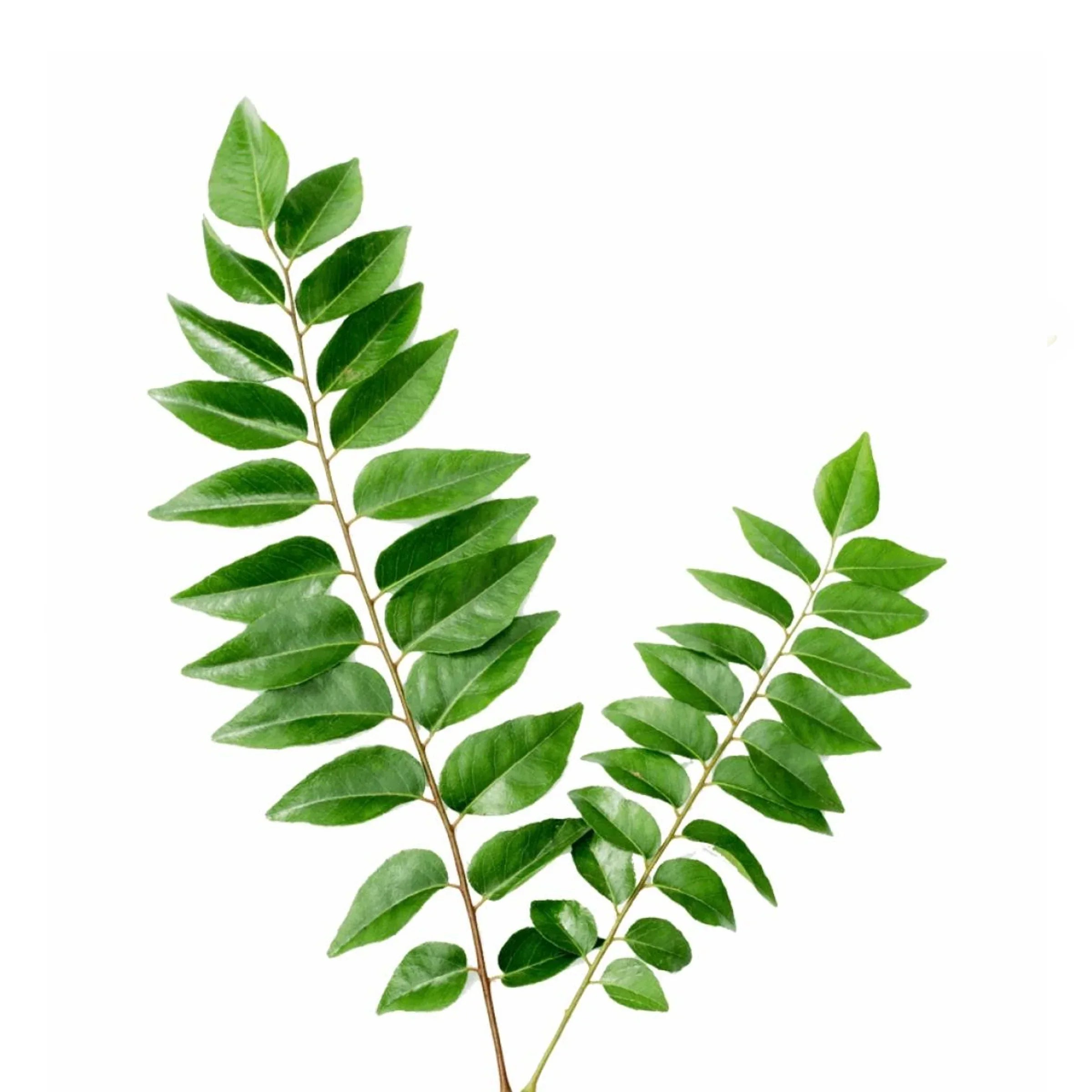 curryleaf